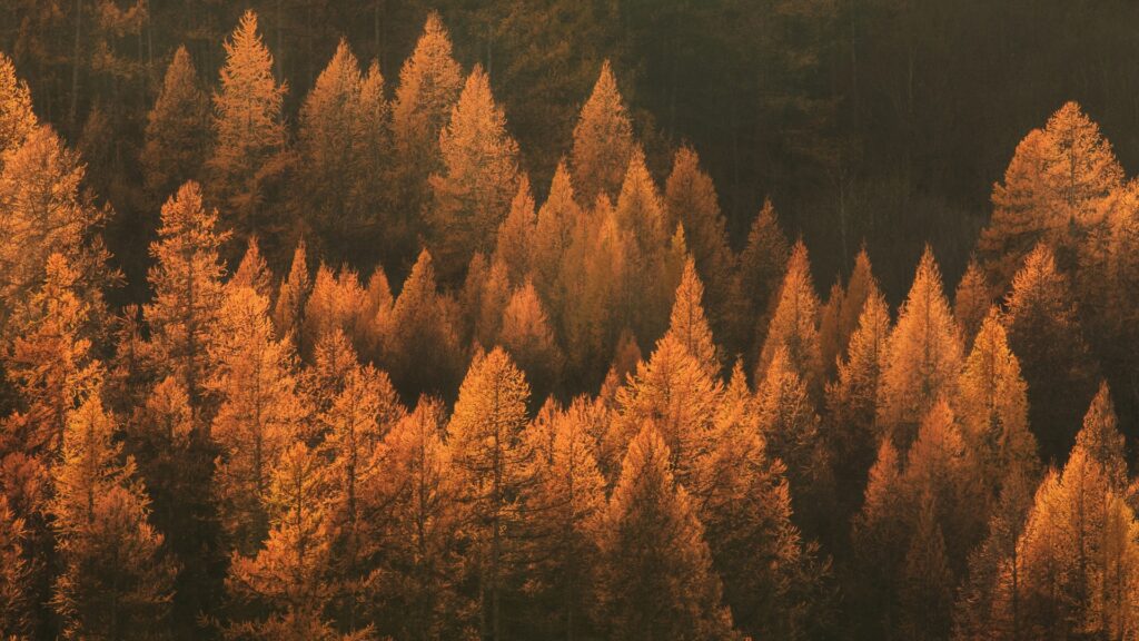 Wie der Herbst uns Veränderung und Neuanfänge lehrt